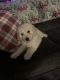 Labradoodle Puppies for sale in Springfield, MO 65807, USA. price: NA