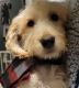 Labradoodle Puppies for sale in Howell, MI 48843, USA. price: NA