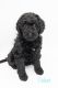 Labradoodle Puppies for sale in Lehi, UT, USA. price: $1,200
