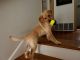 Labradoodle Puppies for sale in Edmonds, WA, USA. price: $1,500