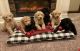 Labradoodle Puppies for sale in Leitchfield, KY 42754, USA. price: NA