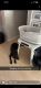 Labradoodle Puppies for sale in Dupo, IL, USA. price: NA