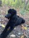 Labradoodle Puppies for sale in Lakeview, AR 72642, USA. price: NA