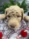 Labradoodle Puppies for sale in Bakersfield, CA 93309, USA. price: $1,500