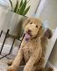 Labradoodle Puppies for sale in Bakersfield, CA 93309, USA. price: $1,500