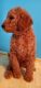 Labradoodle Puppies for sale in Bakersfield, CA, USA. price: $1,500