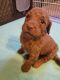 Labradoodle Puppies for sale in Webster, FL 33597, USA. price: $900