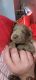 Labradoodle Puppies for sale in New Hartford, IA, USA. price: $1,000