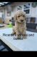 Labradoodle Puppies for sale in Rome, GA, USA. price: $900