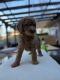 Labradoodle Puppies for sale in Rome, GA 30165, USA. price: $1,200