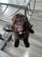 Labradoodle Puppies for sale in Baton Rouge, LA, USA. price: $800