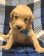 Labradoodle Puppies for sale in Haleyville, AL 35565, USA. price: $850