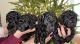 Labradoodle Puppies for sale in Woonsocket, RI 02895, USA. price: $1,000