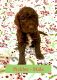 Labradoodle Puppies for sale in Lexington, SC, USA. price: $1,000