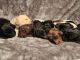 Labradoodle Puppies for sale in Spokane, WA, USA. price: NA