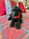 Labradoodle Puppies for sale in Springhill, LA 71075, USA. price: $500