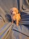 Labradoodle Puppies for sale in White Marsh, MD, USA. price: NA
