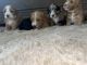Labradoodle Puppies for sale in Simpsonville, SC, USA. price: $2,000
