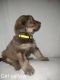 Labradoodle Puppies for sale in Tulsa, OK, USA. price: $600