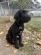 Labradoodle Puppies for sale in Baltimore, MD, USA. price: $200