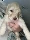 Labradoodle Puppies for sale in Corinth, MS 38834, USA. price: NA