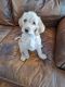 Labradoodle Puppies for sale in White Marsh, MD, USA. price: NA