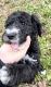 Labradoodle Puppies for sale in Washington, NC 27889, USA. price: $800