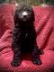 Labradoodle Puppies for sale in Washington, NC 27889, USA. price: $1,200