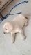 Labradoodle Puppies for sale in Vadodara, Gujarat, India. price: 14800 INR