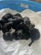 Labradoodle Puppies for sale in Canon, GA 30520, USA. price: $750