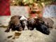 Labradoodle Puppies for sale in Kenansville, NC 28349, USA. price: $1,500