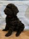 Labradoodle Puppies for sale in Billerica, MA, USA. price: $1,500