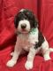 Labradoodle Puppies for sale in Ware Shoals, SC 29692, USA. price: NA