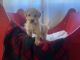 Labradoodle Puppies for sale in Holts Summit, MO 65043, USA. price: NA
