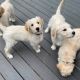 Labradoodle Puppies for sale in Miami, FL, USA. price: $400