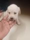 Labradoodle Puppies for sale in Chromepet, Chennai, Tamil Nadu, India. price: 6000 INR