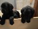 Labradoodle Puppies for sale in Augusta, KS 67010, USA. price: $300