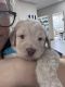 Labradoodle Puppies for sale in Corinth, MS 38834, USA. price: $1,000