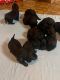 Labradoodle Puppies for sale in Lake, MI 48632, USA. price: $1,000