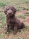 Labradoodle Puppies for sale in Kings Mountain, NC, USA. price: NA