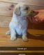 Labradoodle Puppies for sale in Warren, PA 16365, USA. price: $400