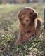 Labradoodle Puppies for sale in Raleigh, NC 27606, USA. price: NA