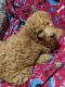 Labradoodle Puppies for sale in Decatur, TN 37322, USA. price: $650
