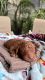 Labradoodle Puppies for sale in 687 N Brawley Ave, Fresno, CA 93706, USA. price: $1,300