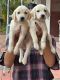 Labradoodle Puppies for sale in Bengaluru, Karnataka, India. price: 8000 INR