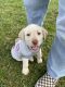 Labradoodle Puppies for sale in Orange, CA, USA. price: $700