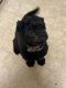 Labradoodle Puppies for sale in Lexington, KY, USA. price: $1,200