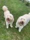 Labradoodle Puppies for sale in Central Florida, FL, USA. price: $1,500