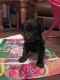Labradoodle Puppies for sale in Bay Minette, AL 36507, USA. price: NA