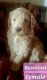 Labradoodle Puppies for sale in Grand Junction, CO 81505, USA. price: $1,500